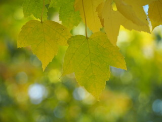 秋　ベニカエデノ紅葉