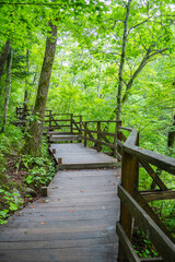 A modern wooden winding path (boardwalk) among green deciduous trees in a public park. Environmental protection. ecotourism, outdoor recreation. Selective focus.