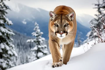 Poster Mountain cougar in a snowy landscape © Lubos Chlubny