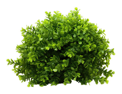 Green bush isolated on transparent background. PNG file, cut out
