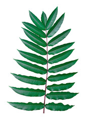 leaf Makwaen,leaf Zanthoxylum Limonella, Alston , Zanthoxylum myriacanthum,fragrant chili, rascal,...