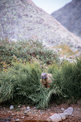 Marmot Eats Grass
