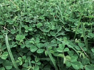 green leaves of a plant