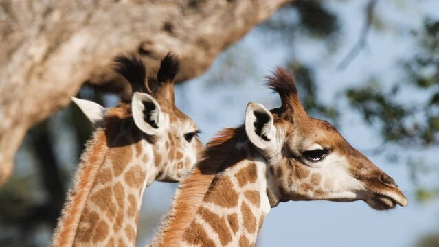 Two African Giraffes Feeding with an Oxpecker Companion