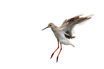 Beautiful of Spotted redshank flying isolated on transparent background png file