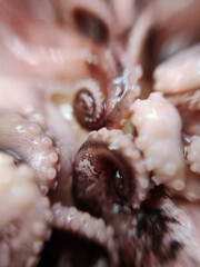 Delicacy octopus tentacle feeler seafood food animal macro photo - 649580728
