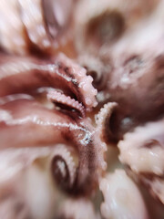 Delicacy octopus tentacle feeler seafood food animal macro photo - 649580760