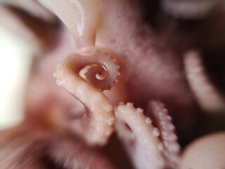 Delicacy octopus tentacle feeler seafood food animal macro photo - 649580933