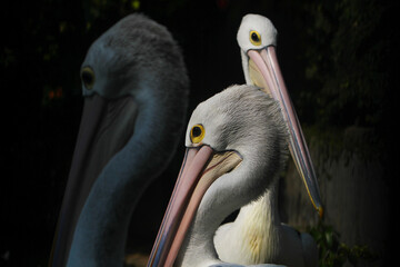 pelican on the beach