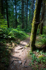 path in the woods