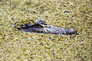 Alligator in the water