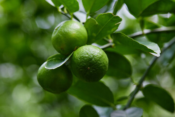 Fresh lime on tree branch