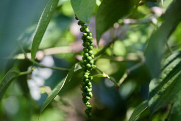Fresh peppercorn in the garden