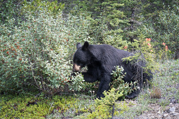 Black bear eating berries in Banff National Park in Alberta, Canada.