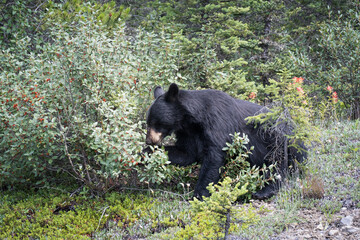 Black bear eating berries in Banff National Park in Alberta, Canada.