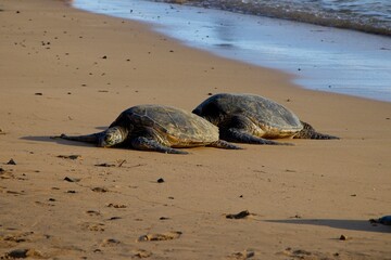 Turtles lounge in the evening sun on Poipu Beach