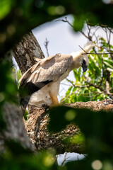View to Harpy Eagle (Harpia harpyja) on tree branch in the amazon