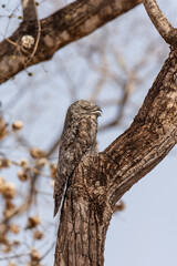 Beautiful view to Common Potoo bird (Nyctibius griseus) camouflaged