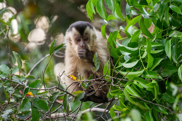 Beautiful view to capuchin monkey on green tree branches