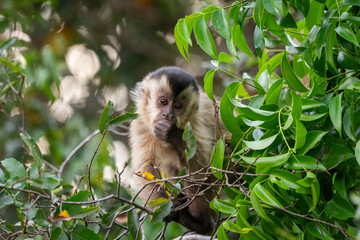 Beautiful view to capuchin monkey on green tree branches