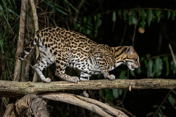 Ocelot (Leopardus pardalis) on tree branch at night in the Pantanal
