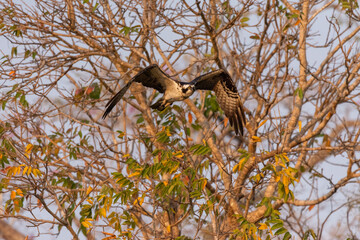 Beautiful view to Osprey eagle (Pandion haliaetus) flying