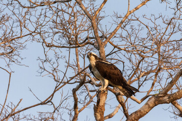 Beautiful view to Osprey eagle (Pandion haliaetus) on tree branch