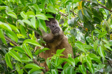 Beautiful view to capuchin monkey on green tree branches