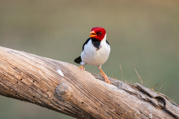 Beautiful view to Yellow-billed Cardinal (Paroaria capitata)