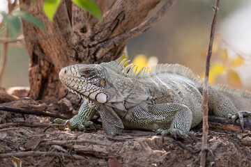 Beautiful view to Iguana lizzard by the Pixaim River side
