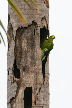 Beautiful view to Red-bellied Macaw (Orthopsittaca manilatus) birds