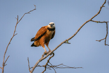 Beautiful Black-collared Hawk sitting on tree branch in the Pantanal