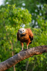 Beautiful Black-collared Hawk eating fish on tree branch