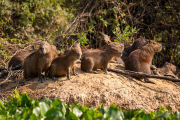 View to gorup of capybaras by Pixaim River, Pantanal of Poconé