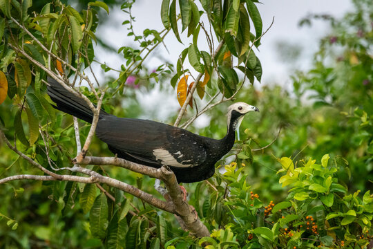 Beautiful view to Black-fronted Piping-Guan (Aburria jacutinga)