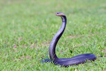 Javanese spitting cobra on a grassland