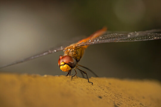 Enlarged Image Of A Dragonfly