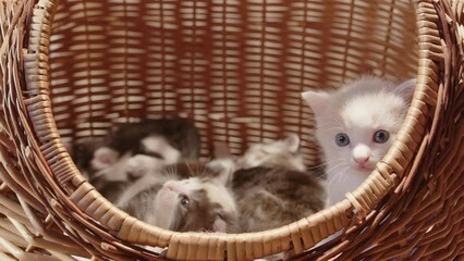 Playful litter of adorable newborn kittens together in wicker basket, closeup
