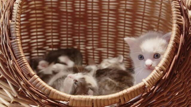 Playful litter of adorable newborn kittens together in wicker basket, closeup