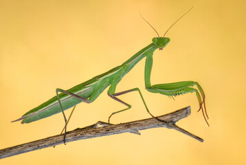 Piękna zielona modliszka na wiosennej zielonej łące