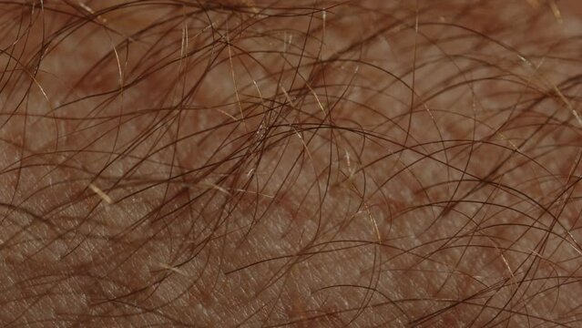 Macro shot of hairs on Caucasian skin showing extreme deail including hair root canal