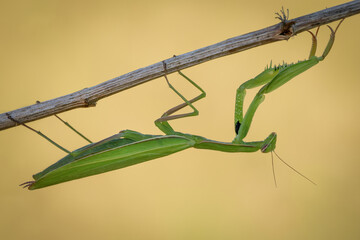 Piękna zielona modliszka na wiosennej zielonej łące