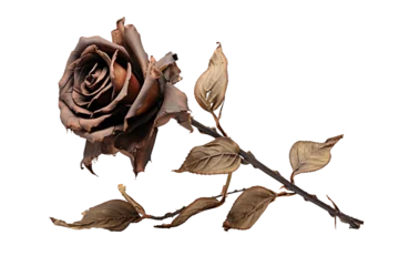 Fotobehang A wilted rose, transparent background, isolated image, generative AI  © Elmi