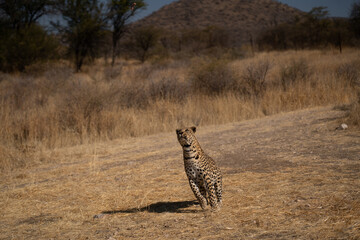 leopard in a tree waiting for prey Africa Kenya