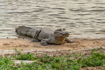 Black kajman Melanosuchus niger south america
