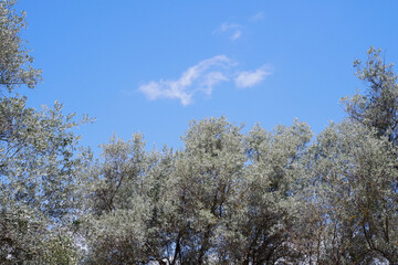 Trees and a cloud in a park of Lisbon.