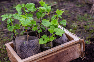 transplanting currant seedlings into open ground