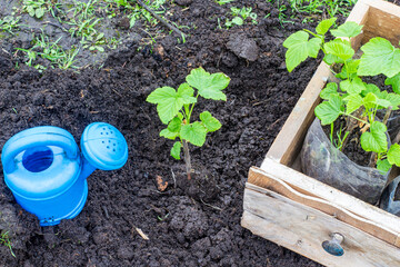 transplanting currant seedlings into open ground