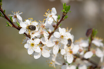 a flowering tree is affected by a pest