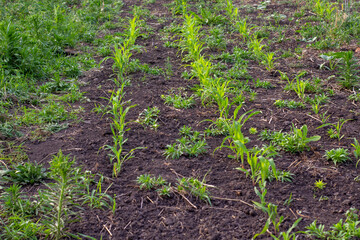 the corn field is overgrown with weeds